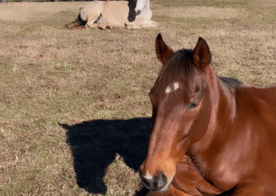 Enduring Honor - Joyous Acres
