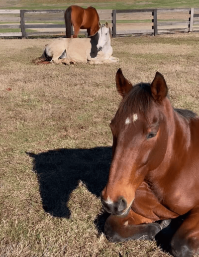 Enduring Honor - Joyous Acres
