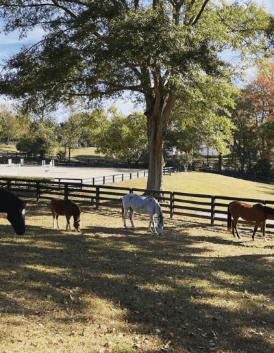 Geronimo the Pinto Onaqui the Mustang Prince the Pony Bella the Arabian Mare and Enduring Honor - Joyous Acres