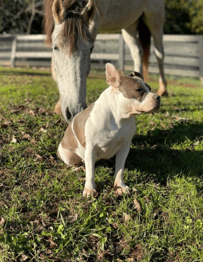Gertrude the Pitbull - Joyous Acres
