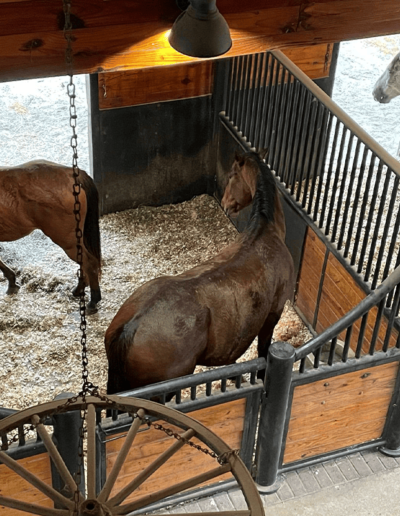 Horses in Stables - Joyous Acres