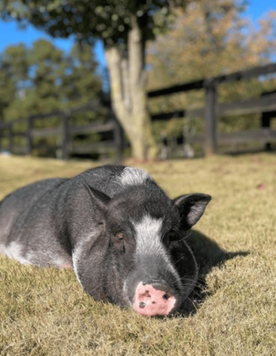 Humphrey the Pig - Joyous Acres