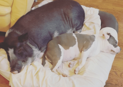 Humphrey the Pig and Gertrude the Pitbull - Joyous Acres