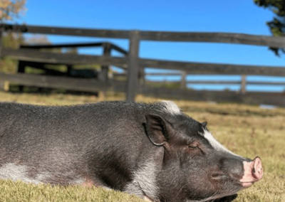 Humphrey the Pig side profile - Joyous Acres