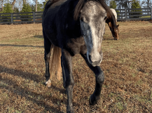 Johnny the Colt