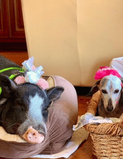 Penelope Miss Pickles Humphrey Gertrude - Joyous Acres