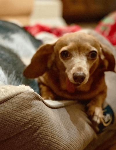 Penelope the Chiweenie - Joyous Acres
