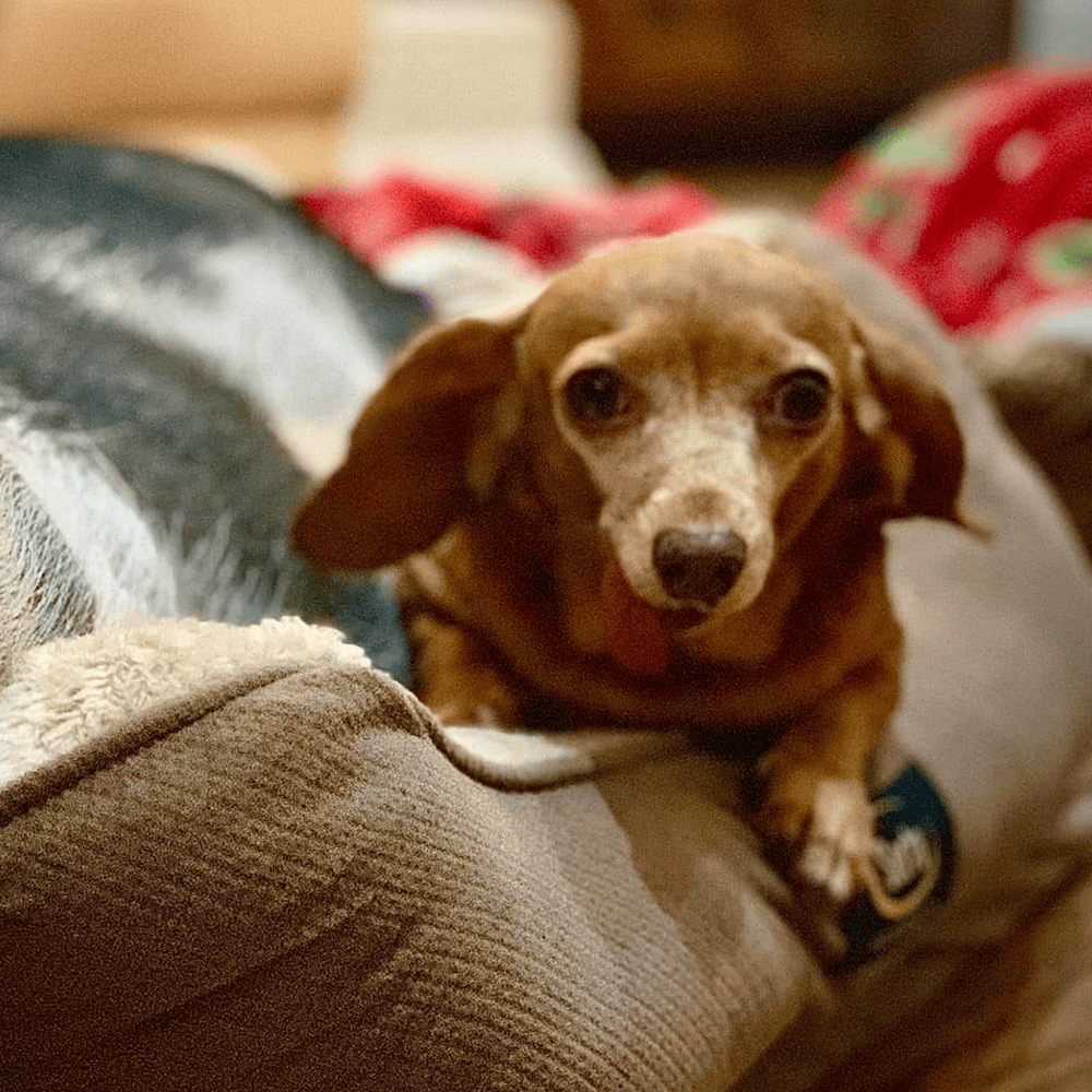 Penelope the Dachshund - Joyous Acres
