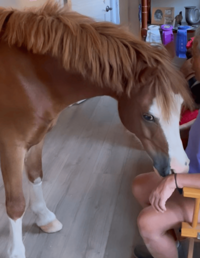 Prince the Pony - Joyous Acres